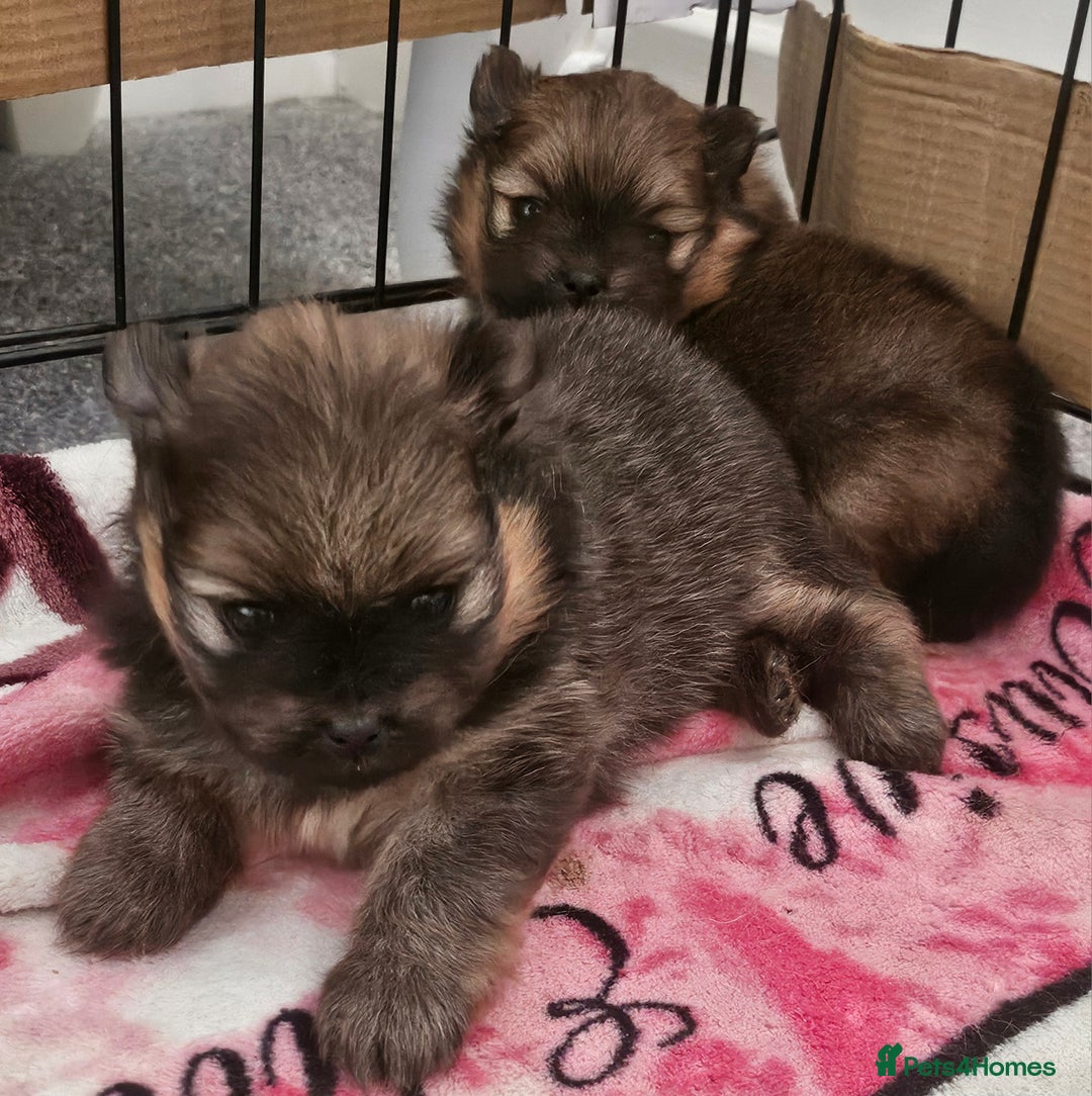 Pomeranian dogs for sale: Tiny beautiful pom girls  - Image 3