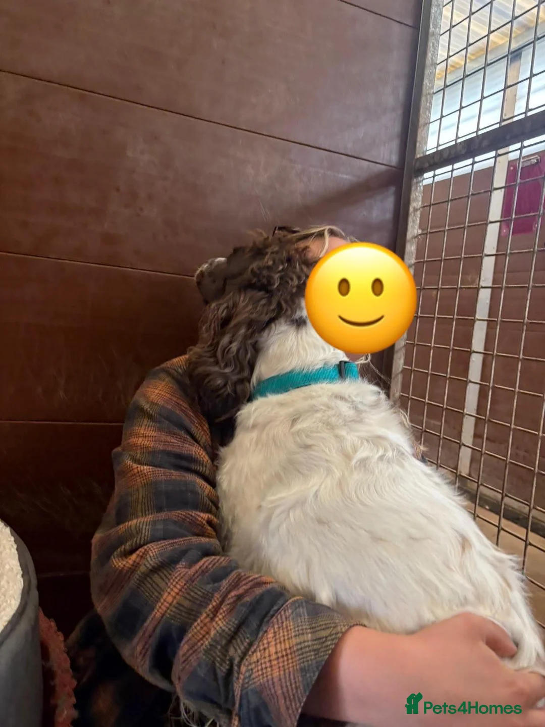 Sprocker dogs for adoption: Milo the Sprocker for Adoption in Wells - Advert 2
