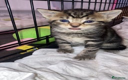 Mixed Breed cats for sale: BengalXTabby kittens LAST BOY LEFT NOW - Image 21