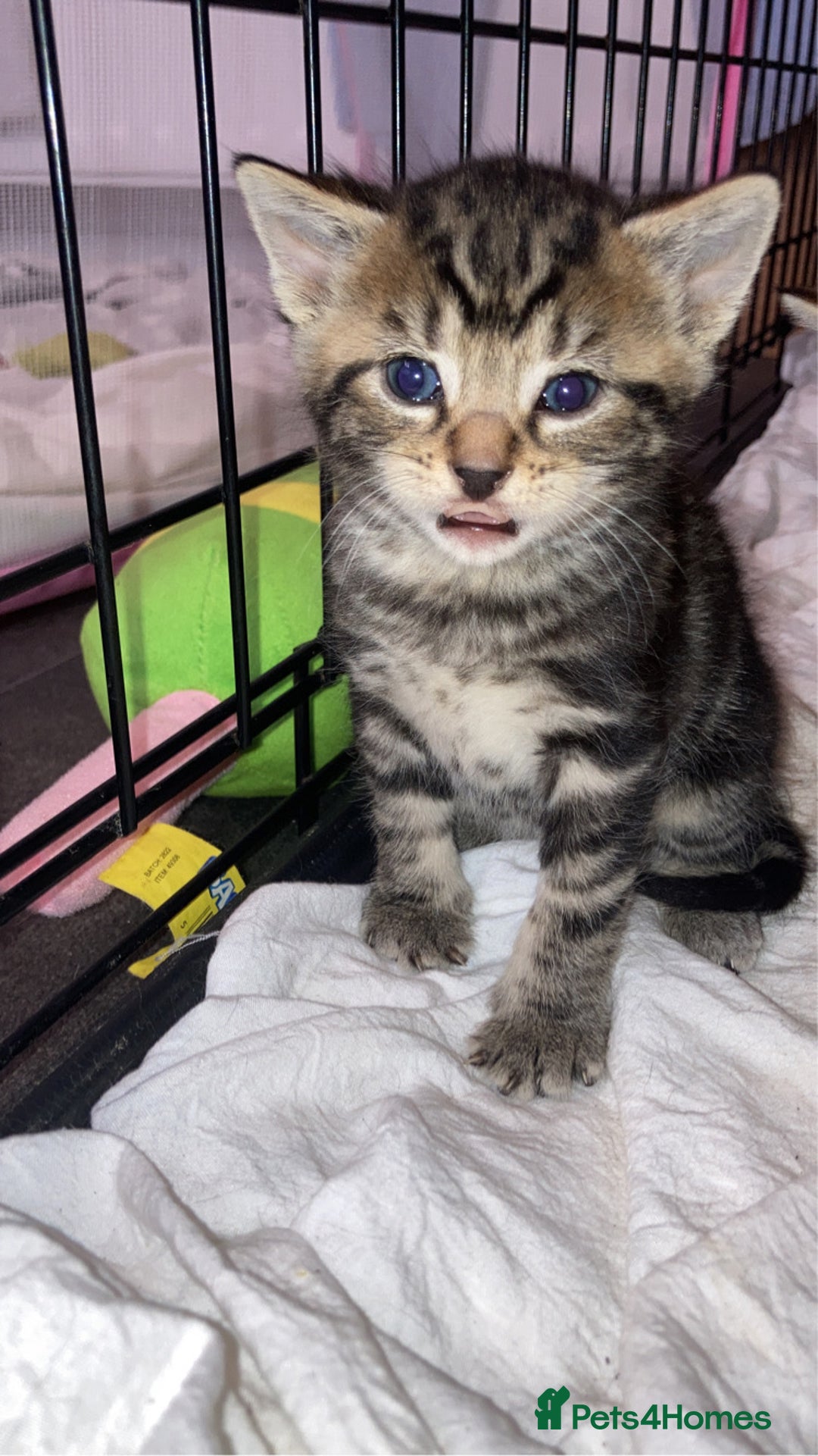 Mixed Breed cats for sale: BengalXTabby kittens LAST BOY LEFT NOW - Image 21