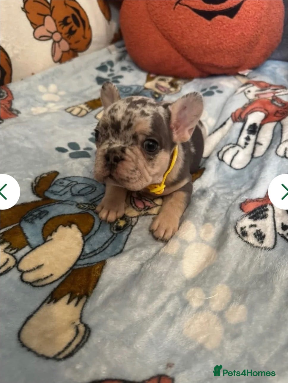 French Bulldog dogs for sale: Super Cute Merle Frenchie - For Sale - Advert 19