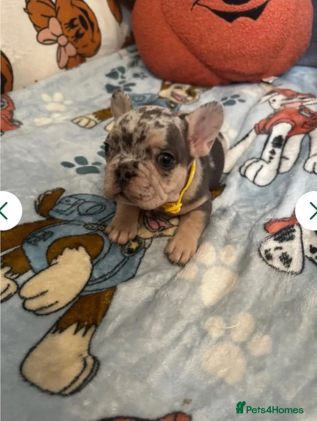 French Bulldog dogs for sale: Super Cute Merle Frenchie - For Sale - Advert 1