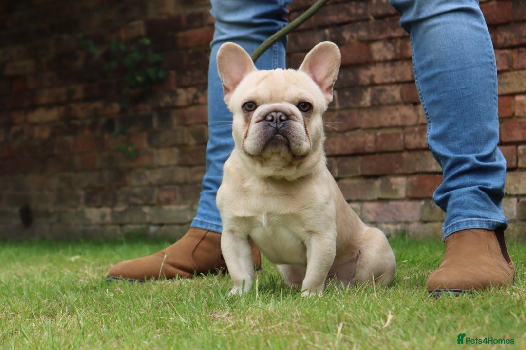 French Bulldog dogs for stud: Omshantipuppies French Bulldog Stud  - Image 3