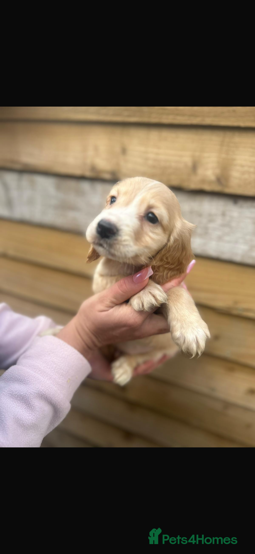 Cockapoo dogs for sale: COCKAPOO PUPPIES  - Advert 7