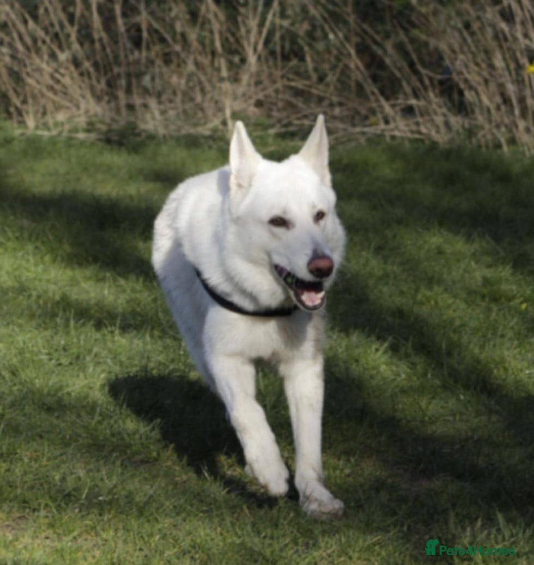German Shepherd dogs for sale: White german sheperd  - Image 5
