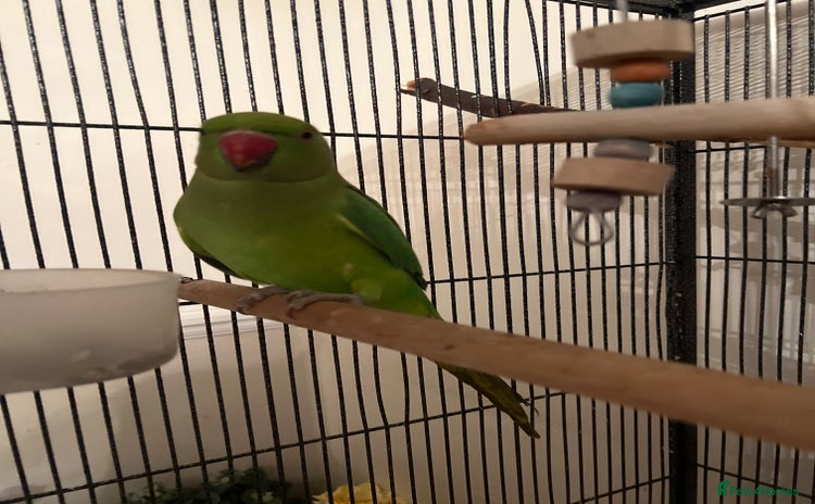 Ringnecks birds Green Ringneck for sale - Advert 1