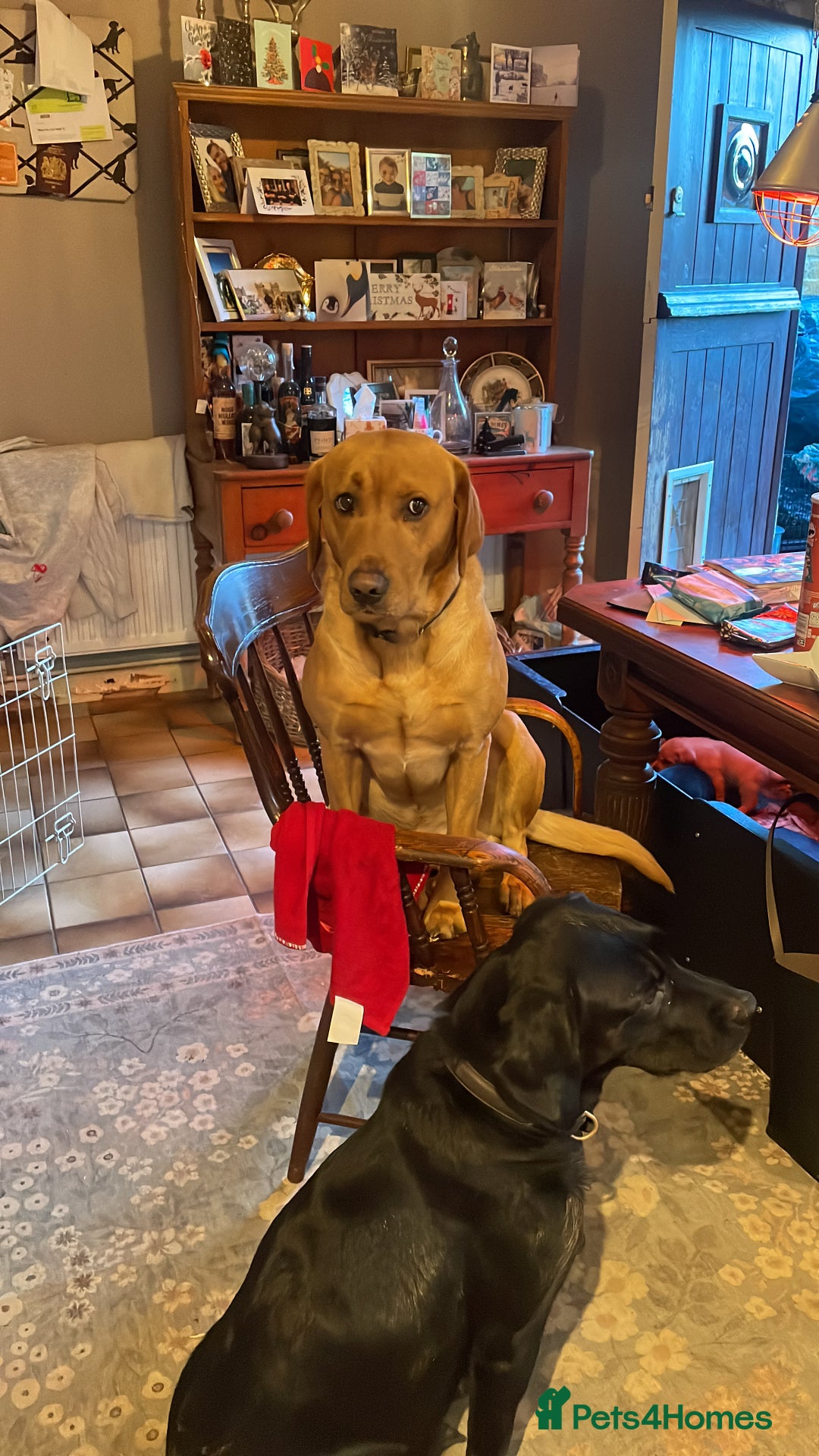 Labrador Retriever dogs for sale: Cotswold Born  Labrador Retriever Puppies. - Advert 10