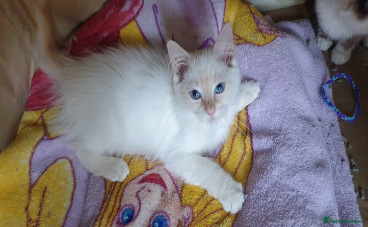 Ragdoll cats - Advert 11