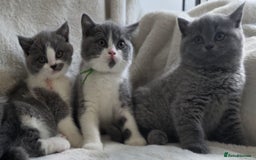 British Shorthair cats for sale: GCCF British Shorthair Kittens Champion Bloodlines - Image 4