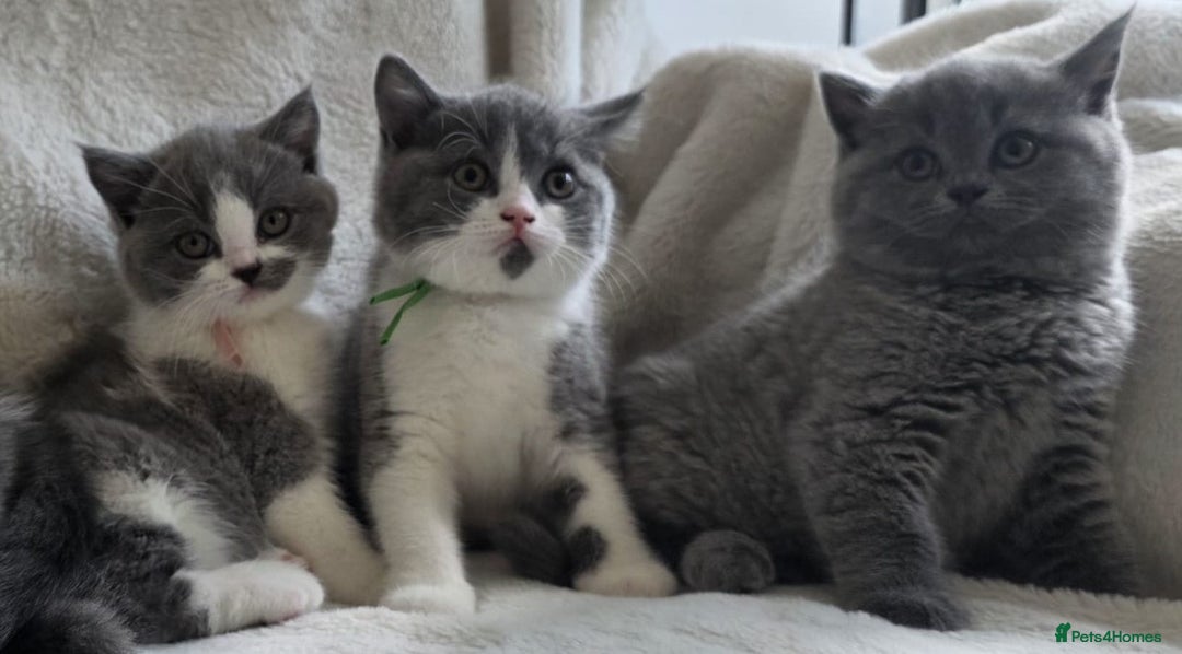 British Shorthair cats for sale: GCCF British Shorthair Kittens Champion Bloodlines - Image 4