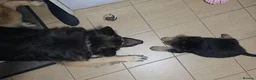 German Shepherd dogs for sale: LAST 3 PUPS READY TO GO NOW - Advert 9