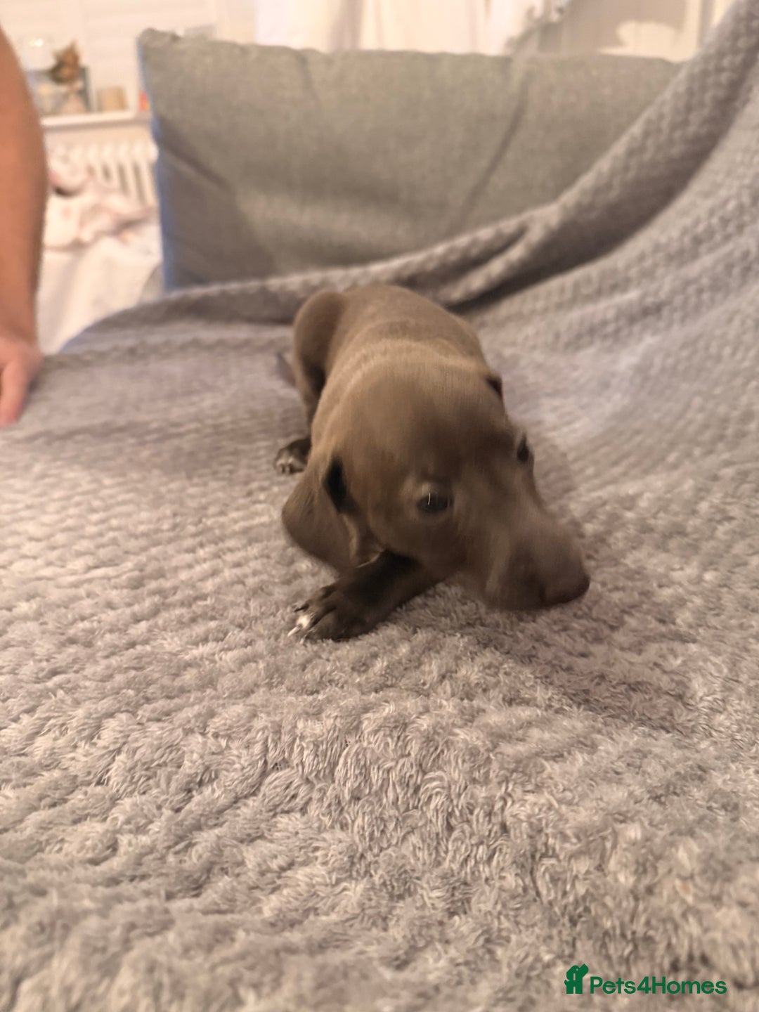 Italian Greyhound dogs for sale: KC registered Italian puppy’s  - Advert 1