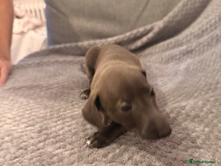 Italian Greyhound dogs KC registered Italian puppy’s - Advert 11