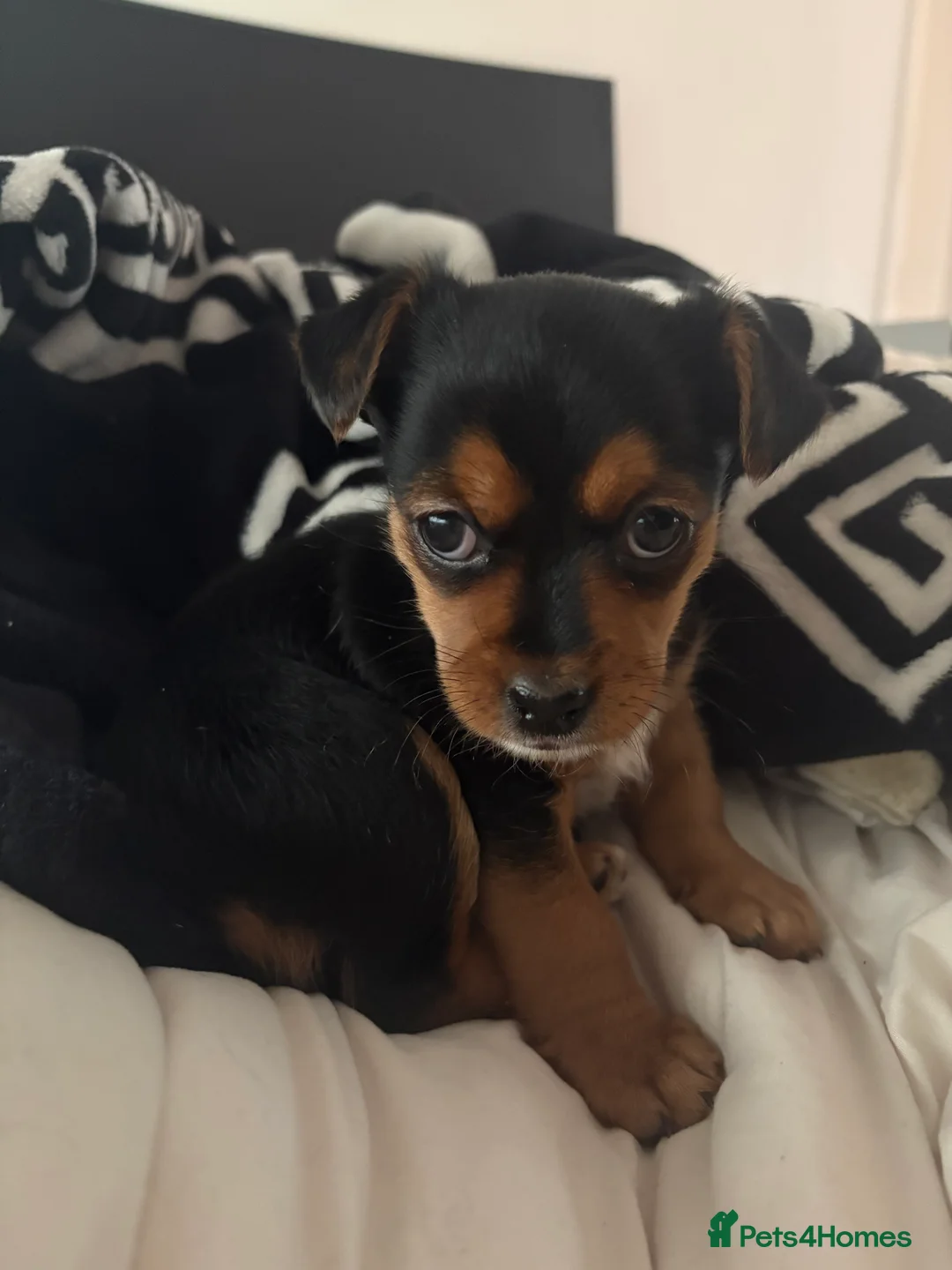 Jack Chi dogs for sale: Jack Russell Chihuahua Puppy🐾 - Advert 2