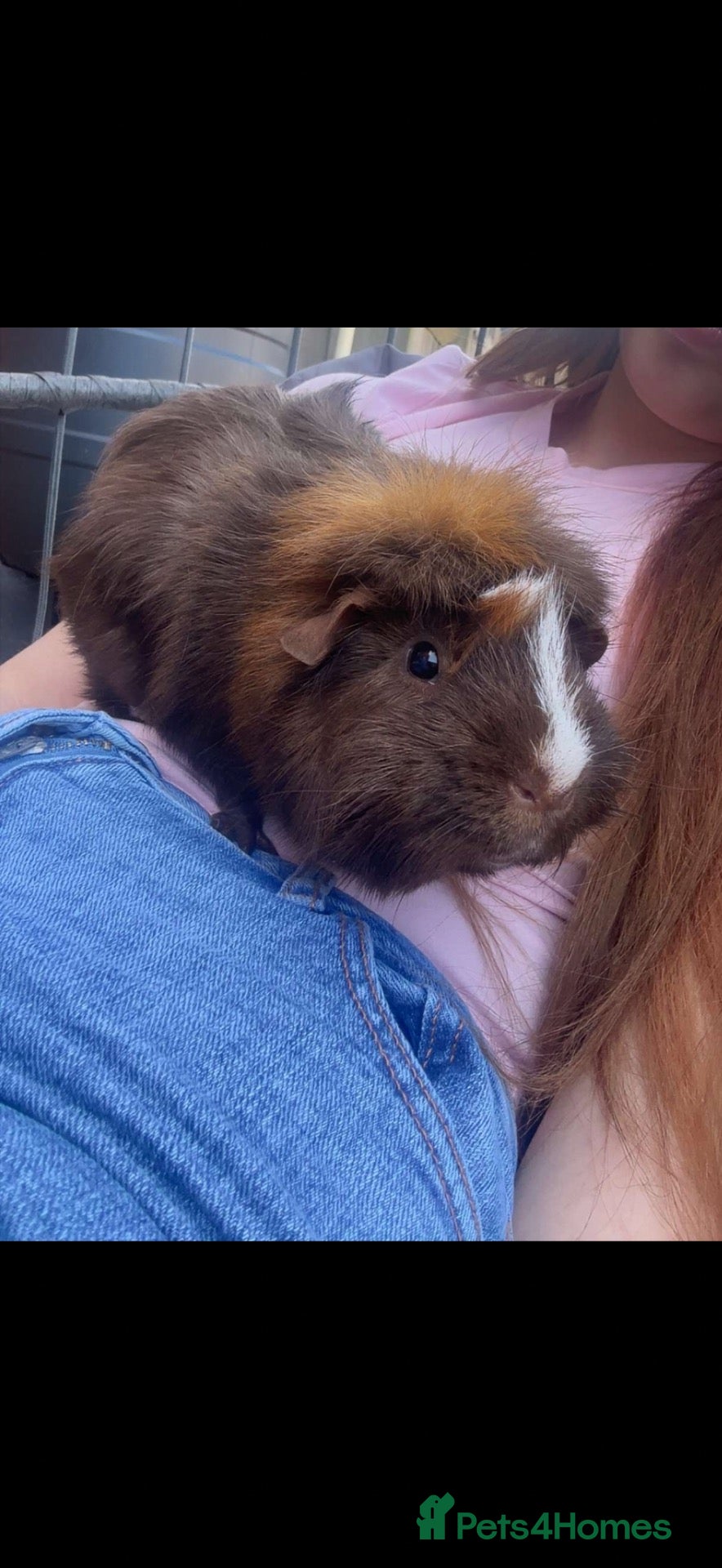 Guinea Pig rodents Two male guinea pigs plus hutch  - Advert 1