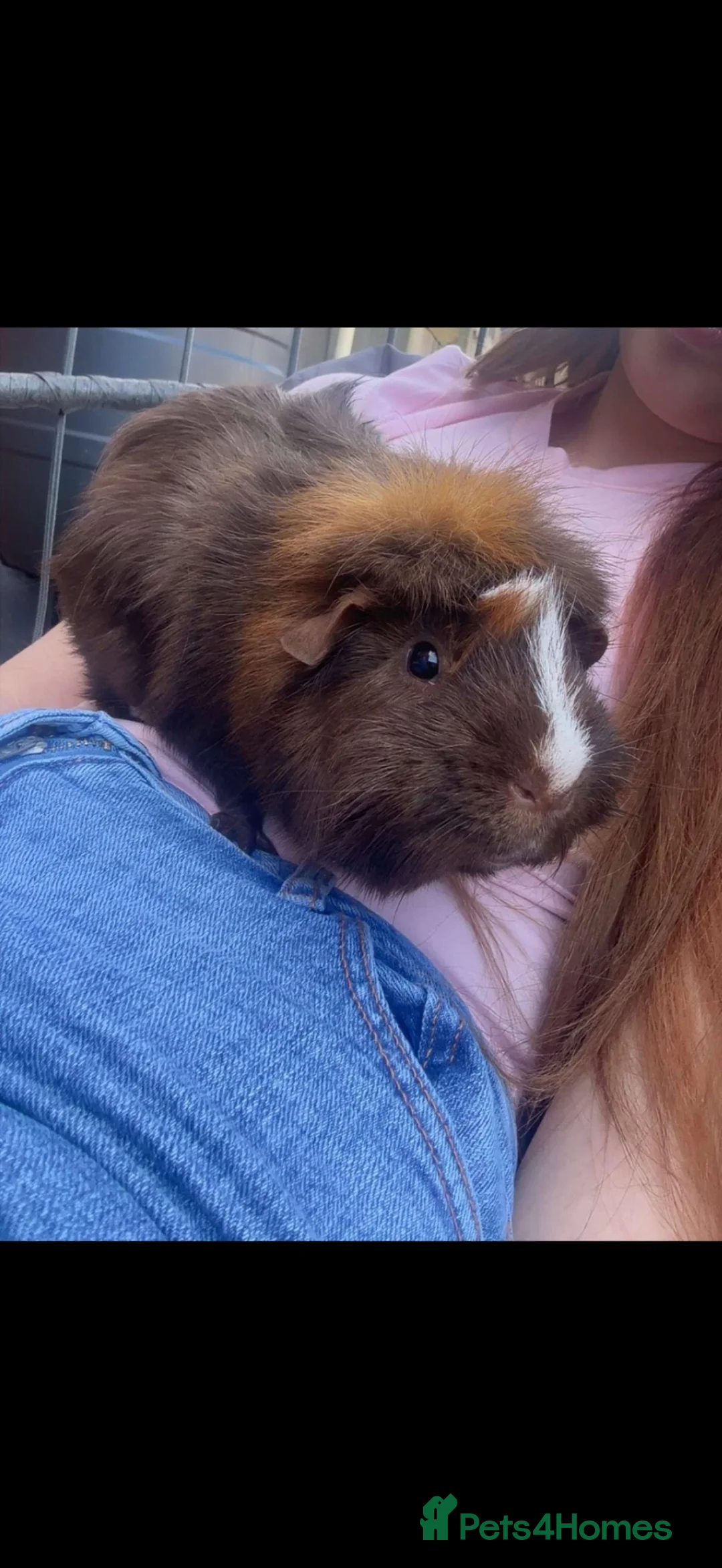Guinea Pig rodents for sale: Two male guinea pigs plus hutch  in Horsham - Advert 1
