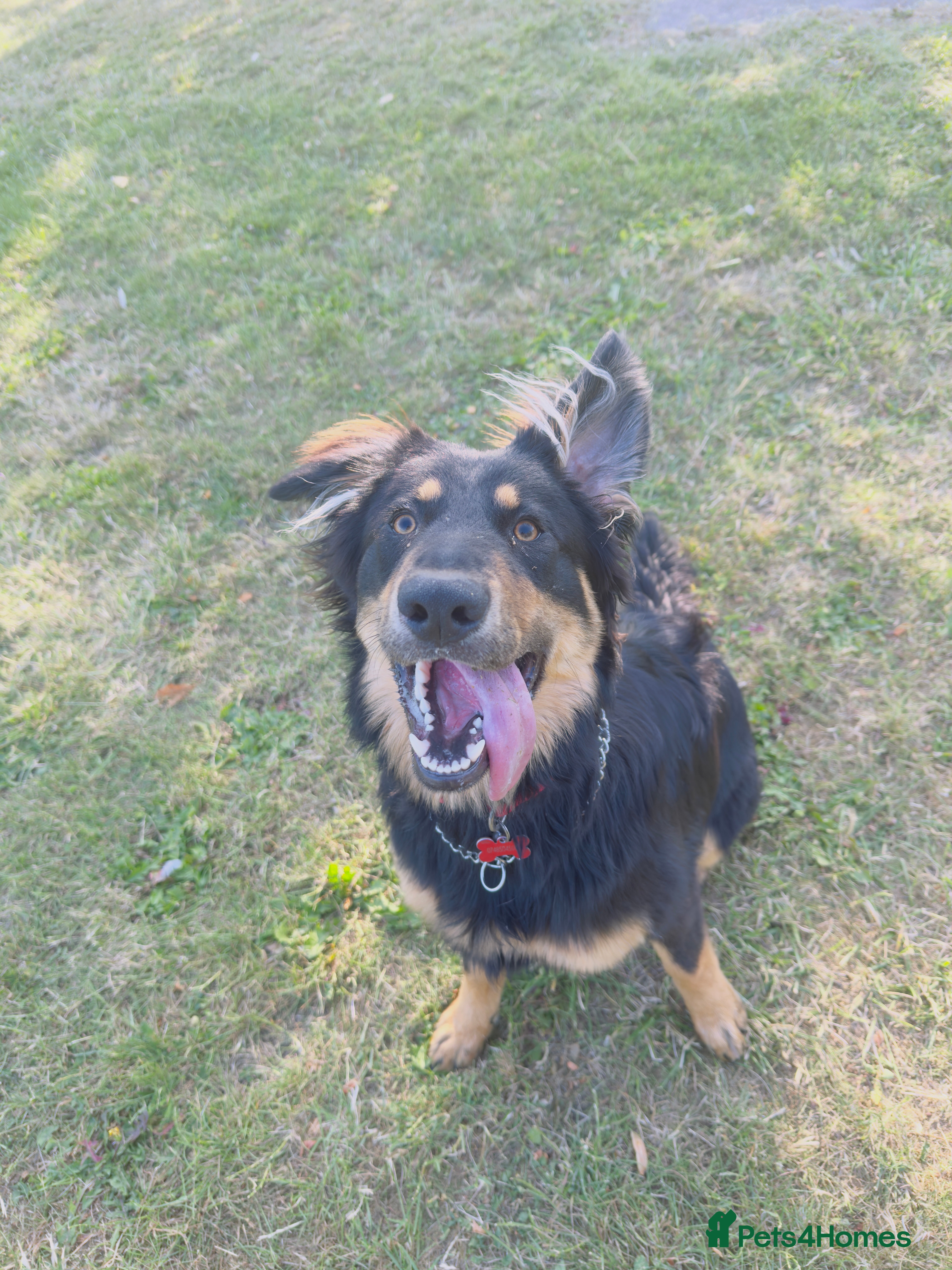 Mixed Breed dogs Lovey German shepherds cross black lab - Advert 14