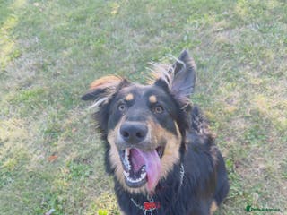 Mixed Breed dogs Lovey German shepherds cross black lab - Advert 14