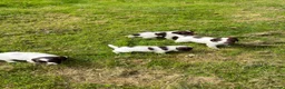 English Springer Spaniel dogs for sale: English Springer Spaniel  in Dunkeld - Advert 3