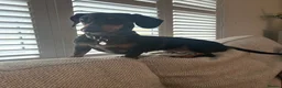 Miniature Dachshund dogs for sale: Miniature Dachshund puppies READY TO LEAVE NOW  - Advert 12