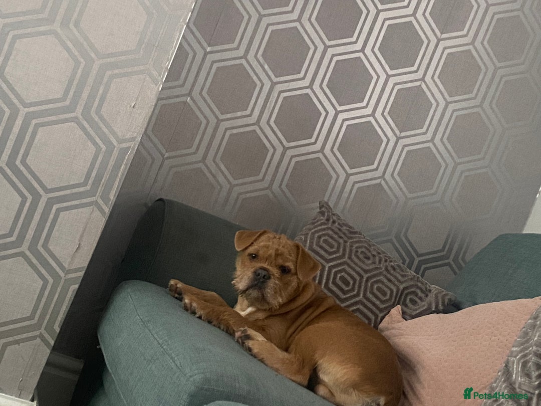French Bulldog dogs for sale: Mr milo - Image 1