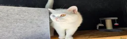 British Shorthair cats for sale: Adorable British kittens - Advert 20