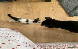 British Shorthair cats for sale: 5 pretty babies looking for home!!❤️ - Image 4