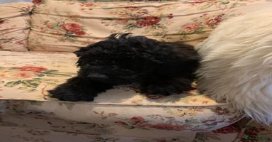 Miniature Poodle dogs - Advert 12