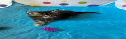 Maine Coon cats for sale: Maine Coon Kittens in Cambridge - Advert 8