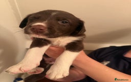Border Collie dogs for sale: Border collie pups - Image 7