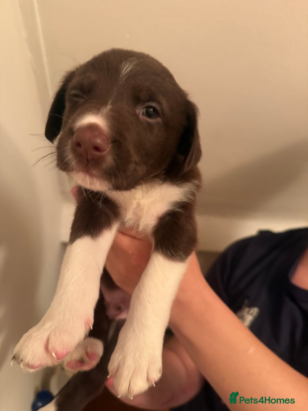 Border Collie dogs for sale: Border collie pups - Image 7