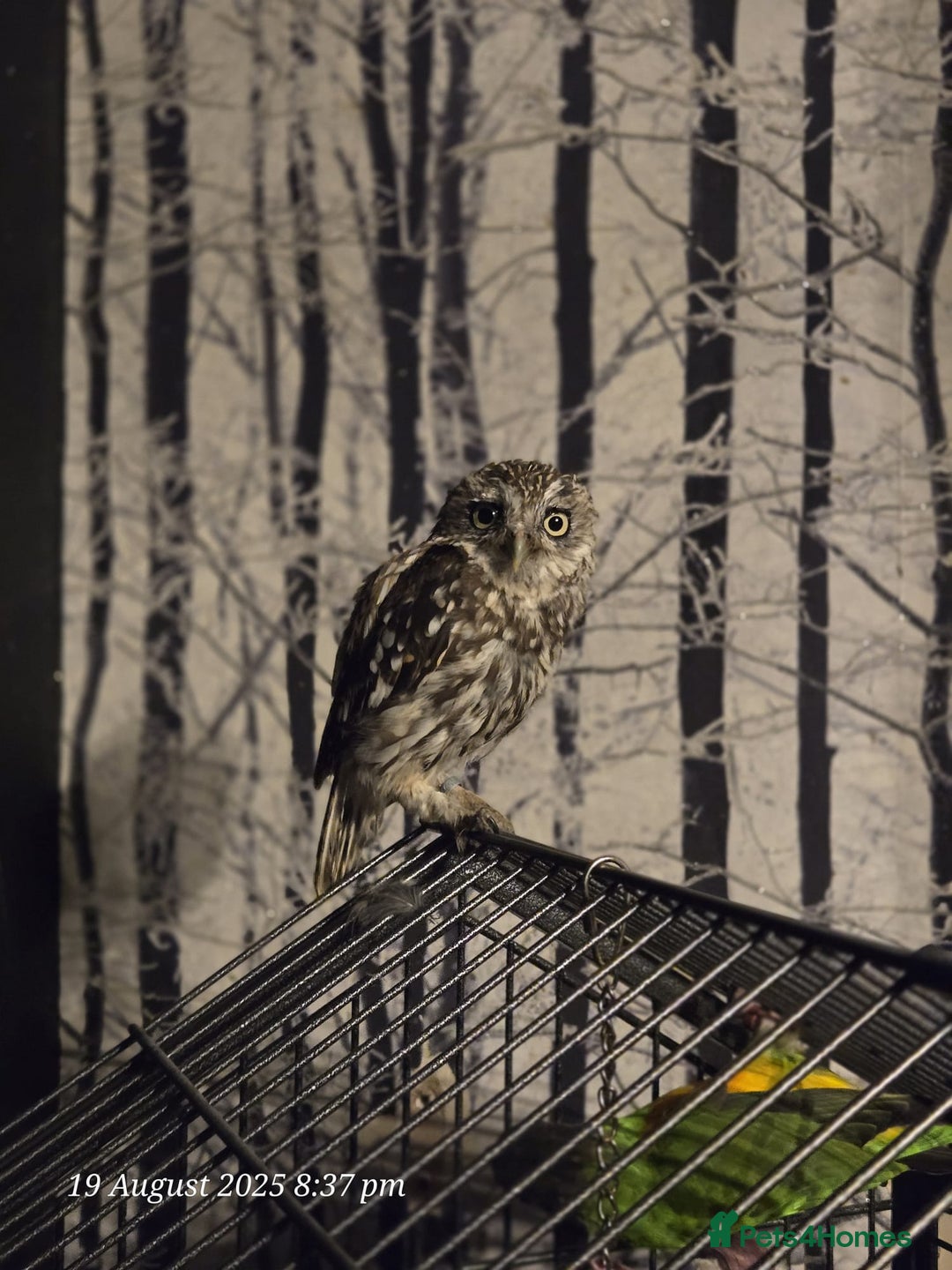 Mixed Breed birds for sale: Little owl  - Image 4