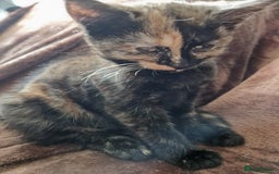 Mixed Breed cats for sale: 4 Beautiful kittens ready for loving home  ♥️ - Image 20