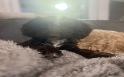 Cockapoo dogs for sale: Cockapoo puppy for sale - Image 6