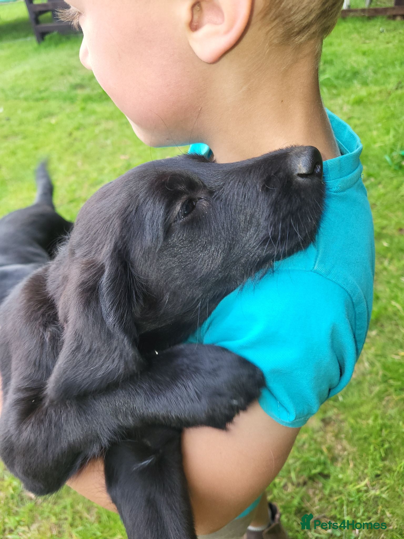 Labradoodle dogs Stunning Standard labradoodles f1   - Advert 7