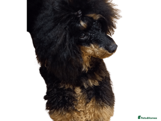 Labradoodle dogs Pra clear Kc reg phantom toy poodle for stud in Manchester - Advert 9