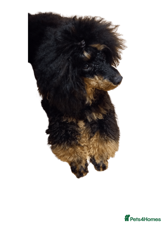 Labradoodle dogs in Manchester - Advert 5