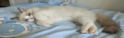 Ragdoll cats for sale: GCCF Blue Point Bicolour Ragdoll  - Advert 9