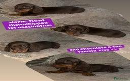 Miniature Dachshund dogs for sale: Miniature dachshund puppies excellent quality  - Image 15