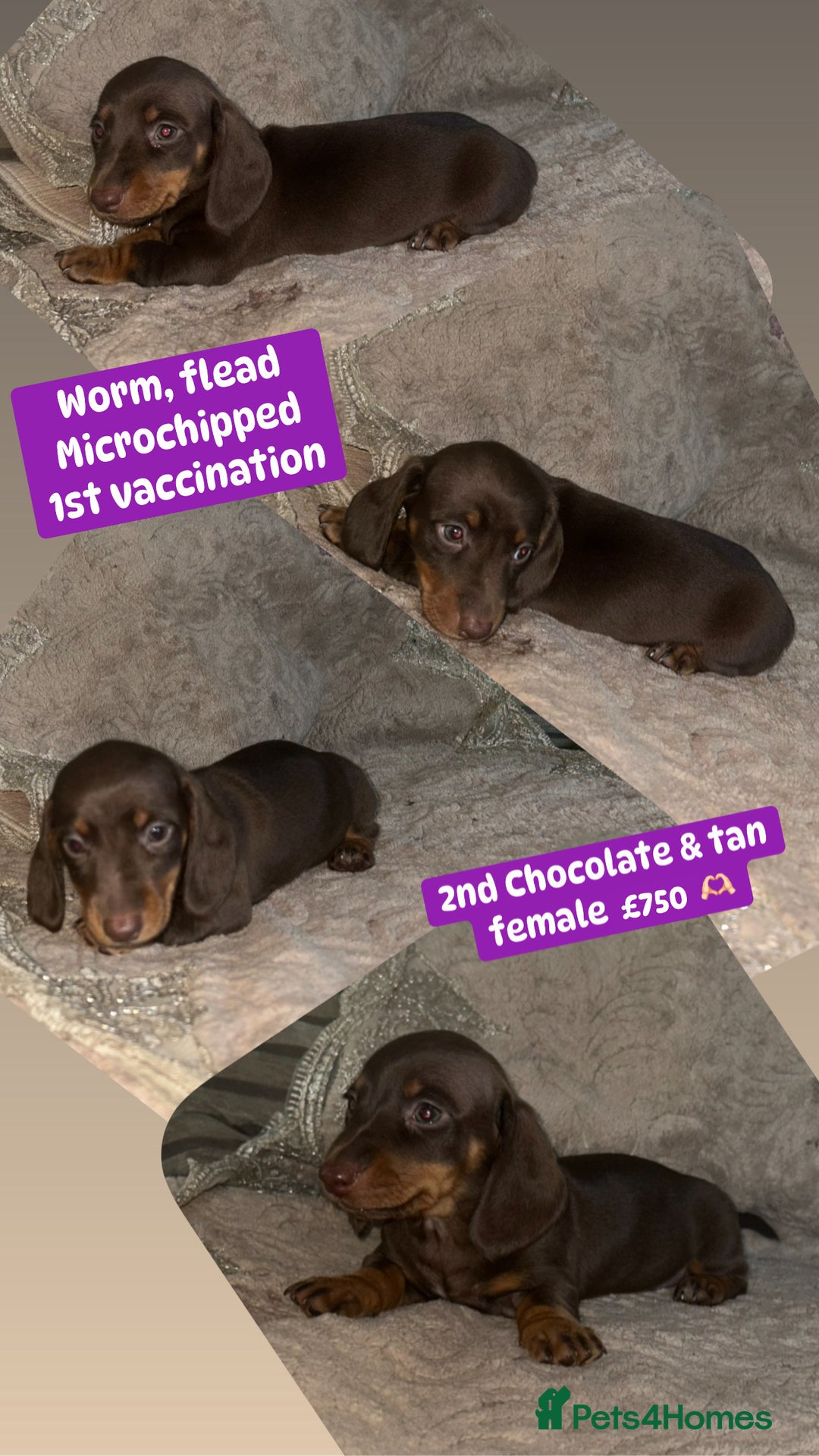 Miniature Dachshund dogs for sale: Miniature dachshund puppies excellent quality  - Image 15
