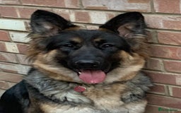 Mixed Breed dogs for sale: Rotti x gsd pups - Image 8
