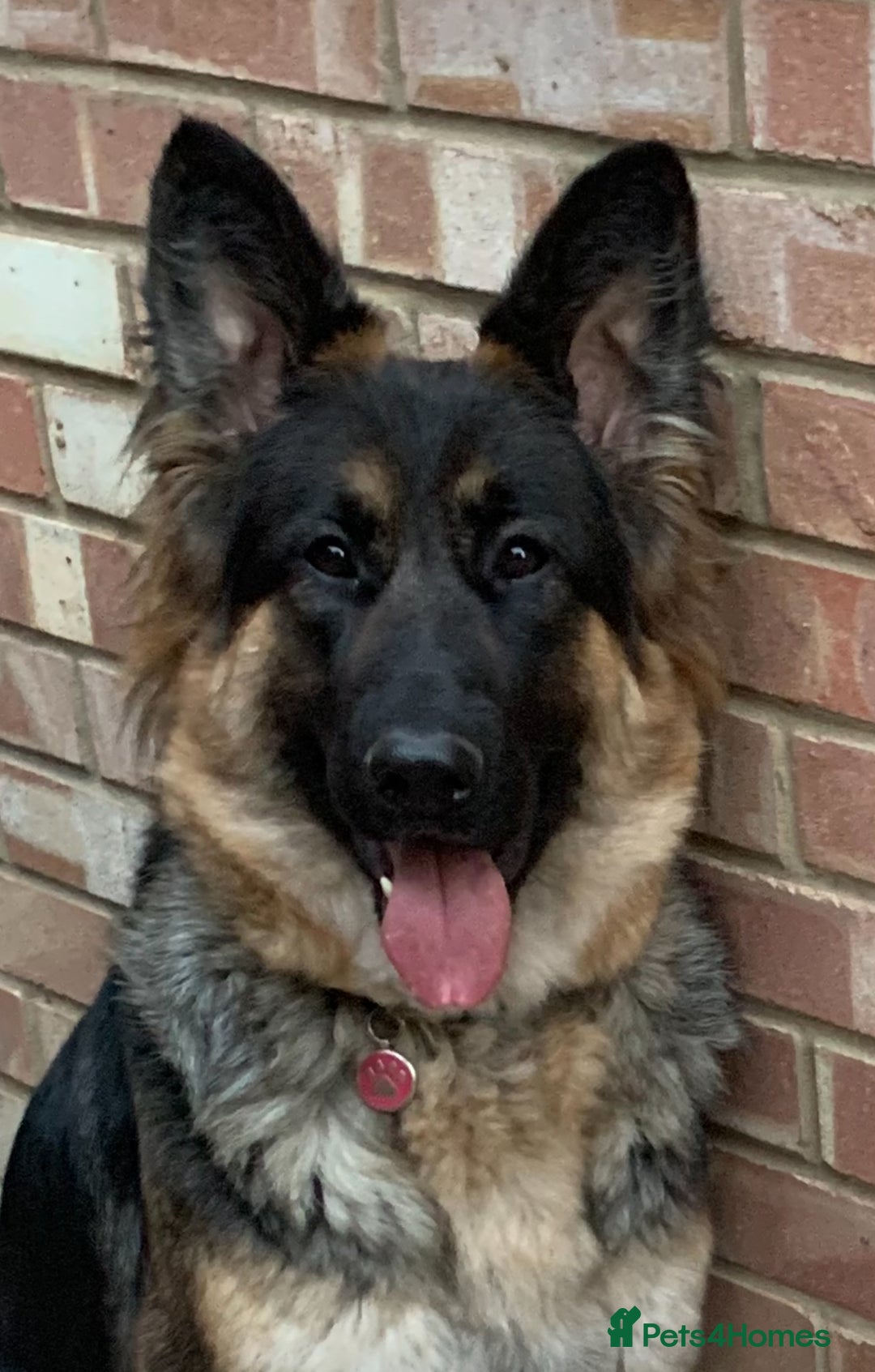 Mixed Breed dogs for sale: Rotti x gsd pups - Image 8