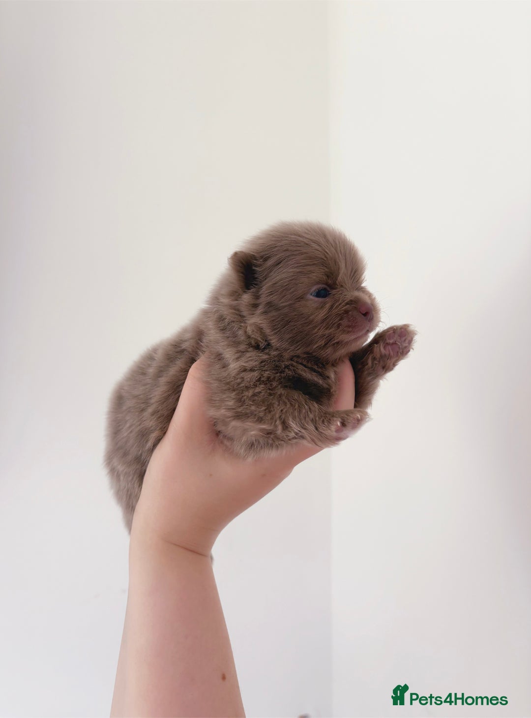 Pomeranian dogs for sale: ✨NEW LOWERED PRICE✨ Pomeranian puppies 🐶  - Image 21