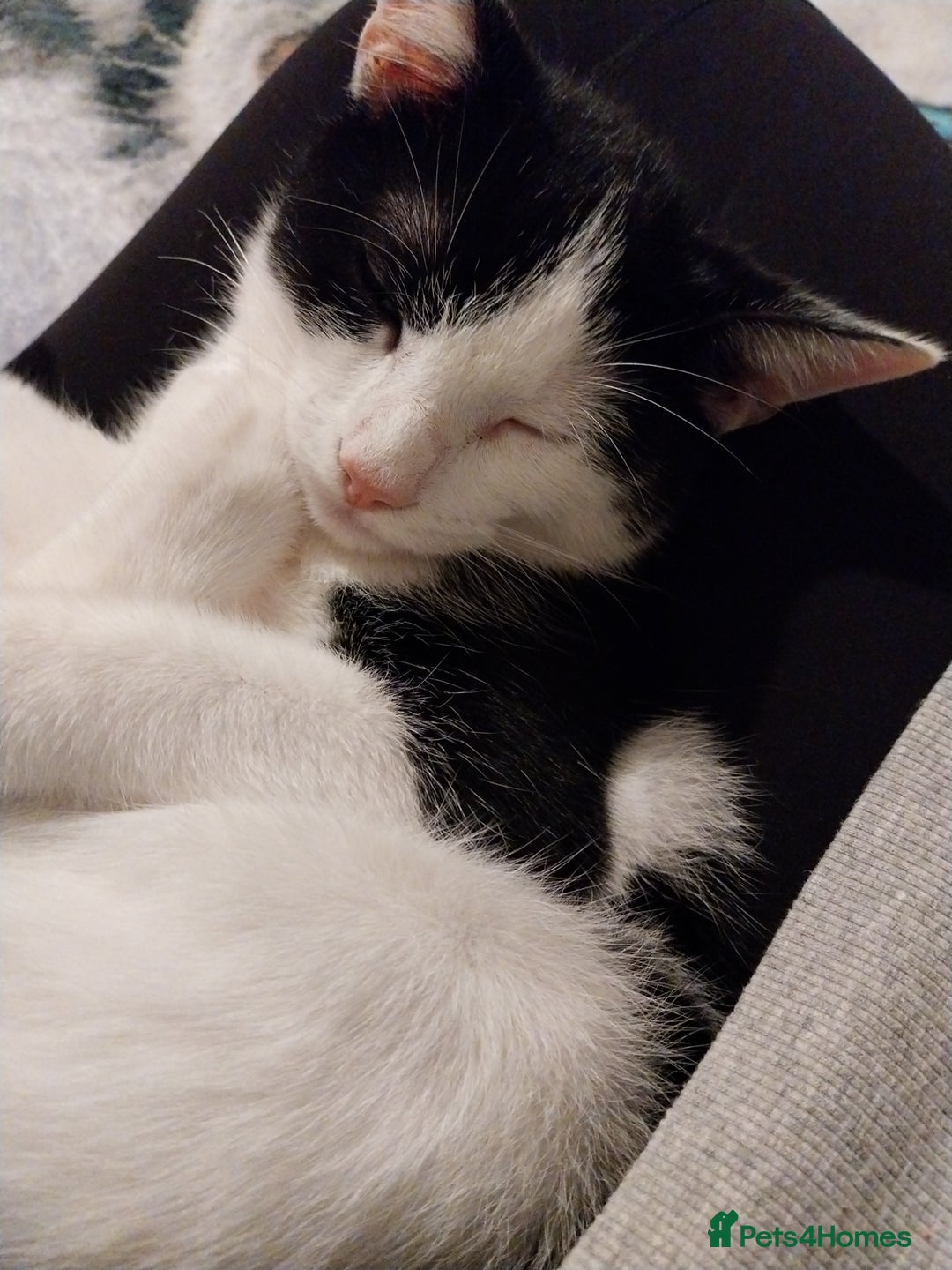 Mixed Breed cats for sale: Male tuxedo cat named Luca  - Advert 7