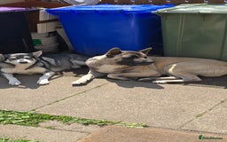 Mixed Breed dogs for sale: Northern Inuit cross American akita  - Image 27