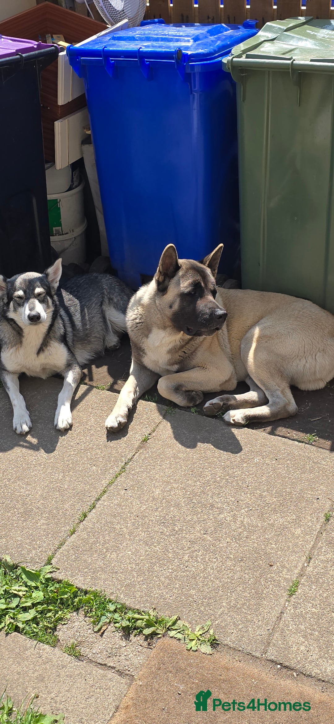 Mixed Breed dogs for sale: Northern Inuit cross American akita  - Image 27