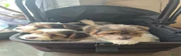 Biewer Terrier dogs for sale: 4 beautiful Yorkshire Biewer terrier puppies in Blackpool - Advert 10