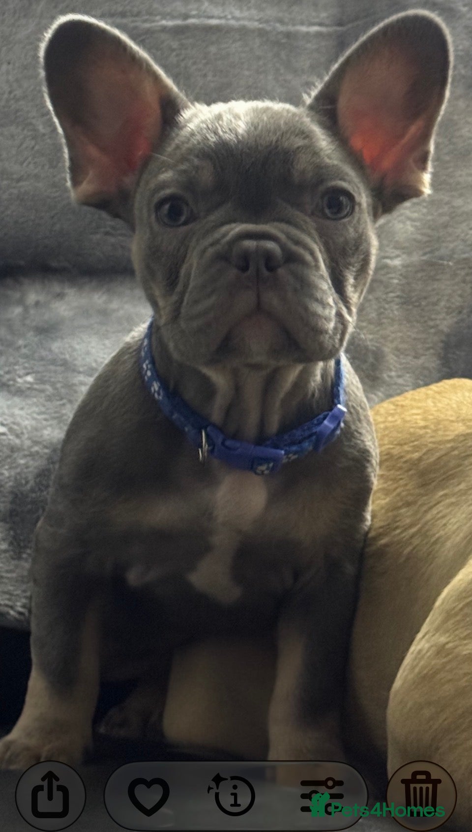 French Bulldog dogs Outstanding male lilac and tan  - Advert 2