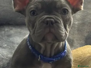 French Bulldog dogs Outstanding male lilac and tan - Advert 2