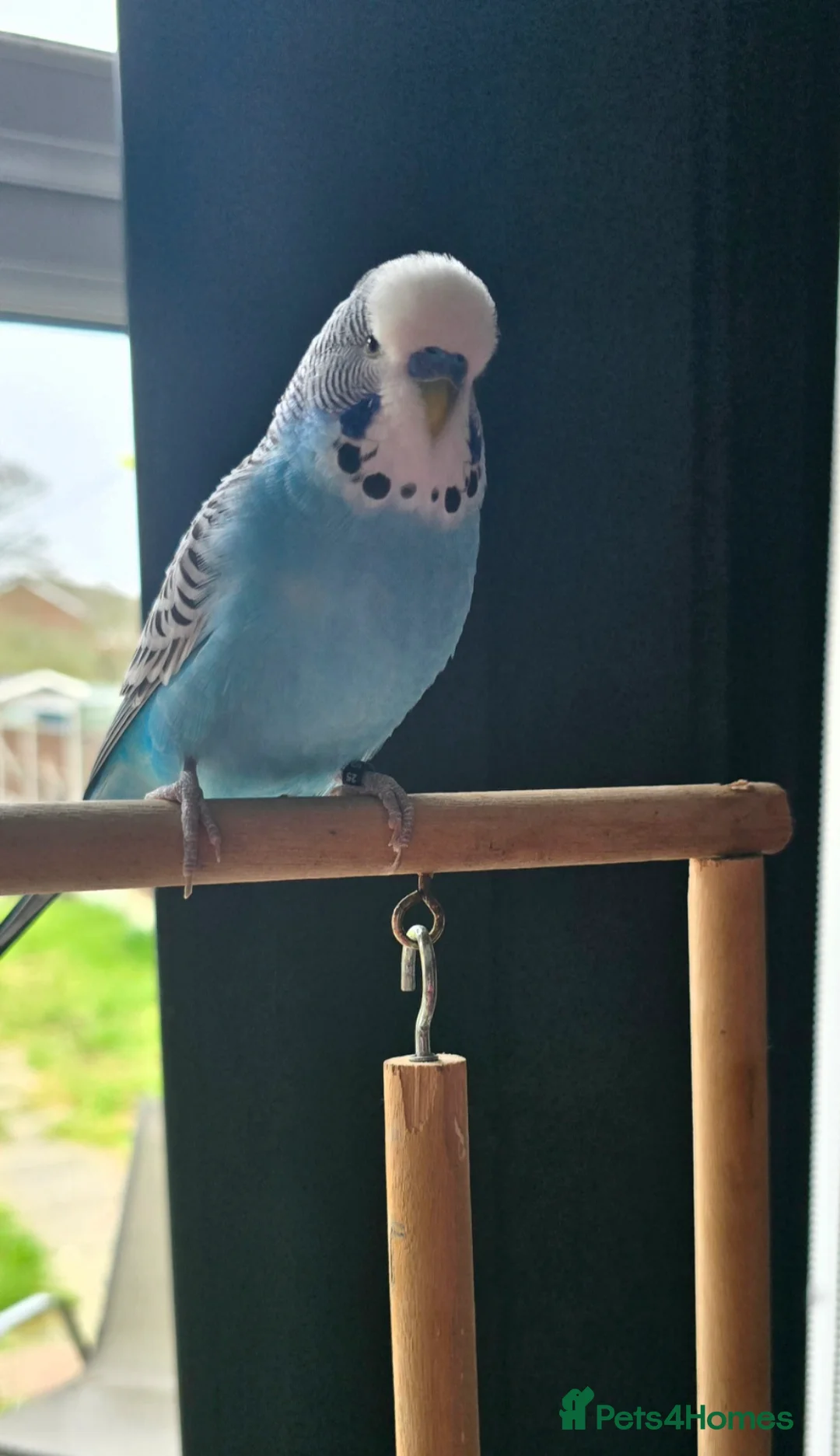 Budgerigars birds for sale: 2 Male Budgies looking for a loving home in Romford - Advert 4